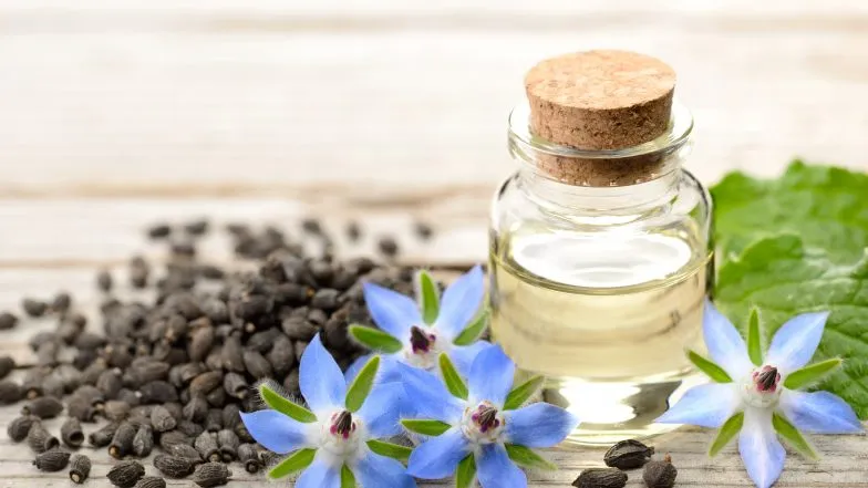 Zdjęcie Olej z ogórecznika - właściwości i zastosowanie w pielęgnacji