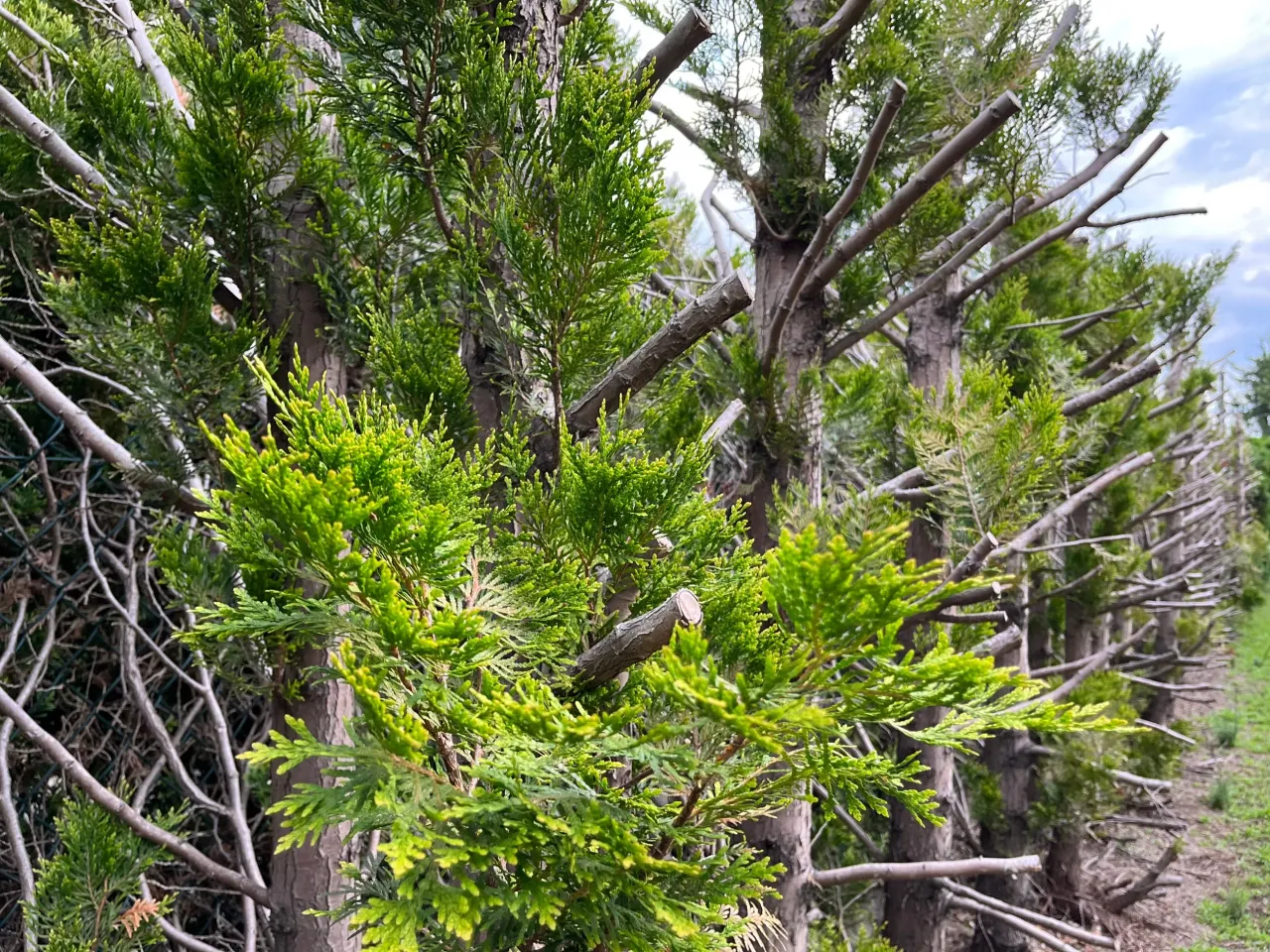 Zdjęcie Jak usunąć stare tuje bez kłopotów i zgodnie z prawem