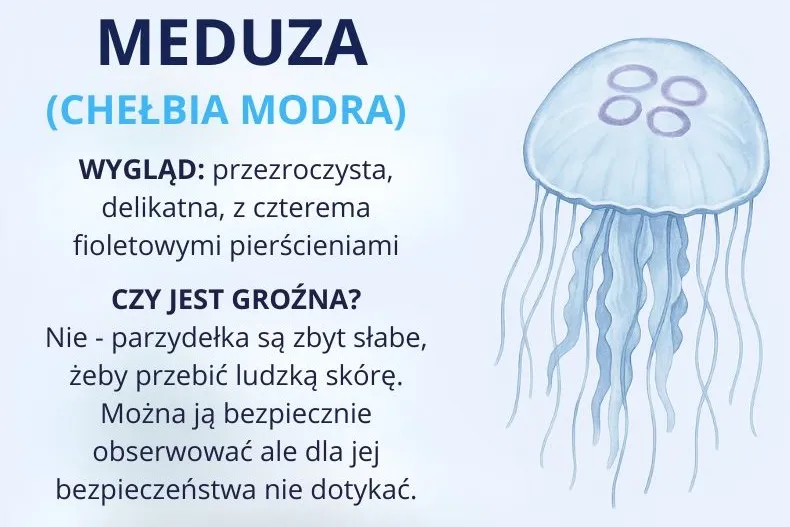Zdjęcie Jakie zwierzęta żyją w Bałtyku? Odkryj niezwykłą faunę morską