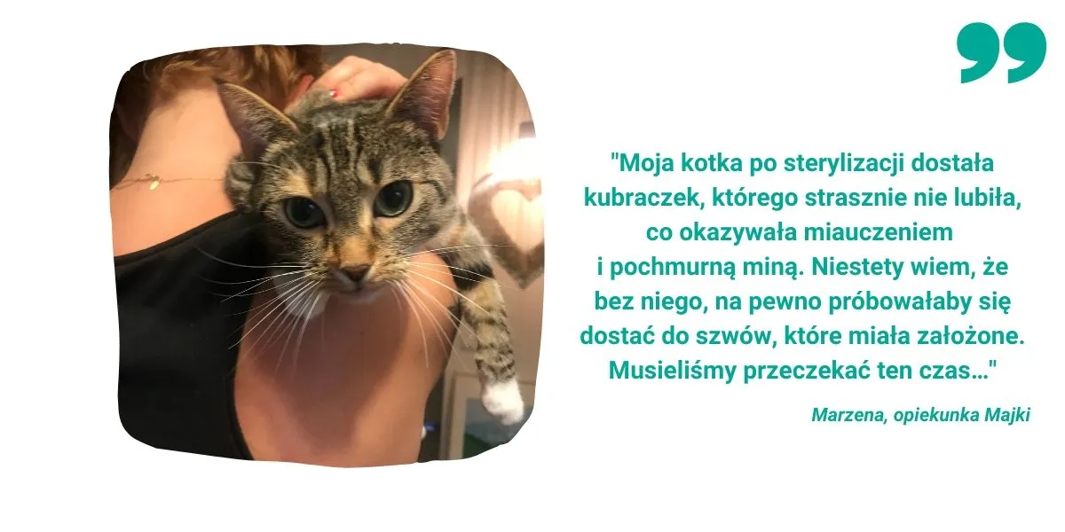 Zdjęcie Kiedy można wysterylizować kotkę, aby uniknąć problemów zdrowotnych?