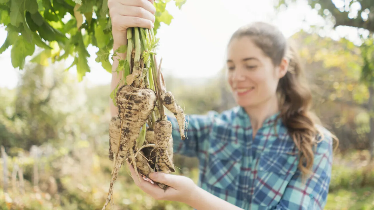 Zdjęcie Czy pasternak uczula? Oto objawy i jak ich uniknąć