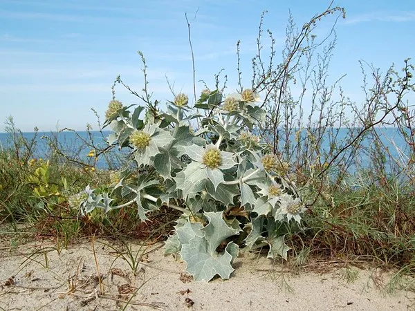 Zdjęcie Co to jest szata roślinna i jak wpływa na nasze środowisko?