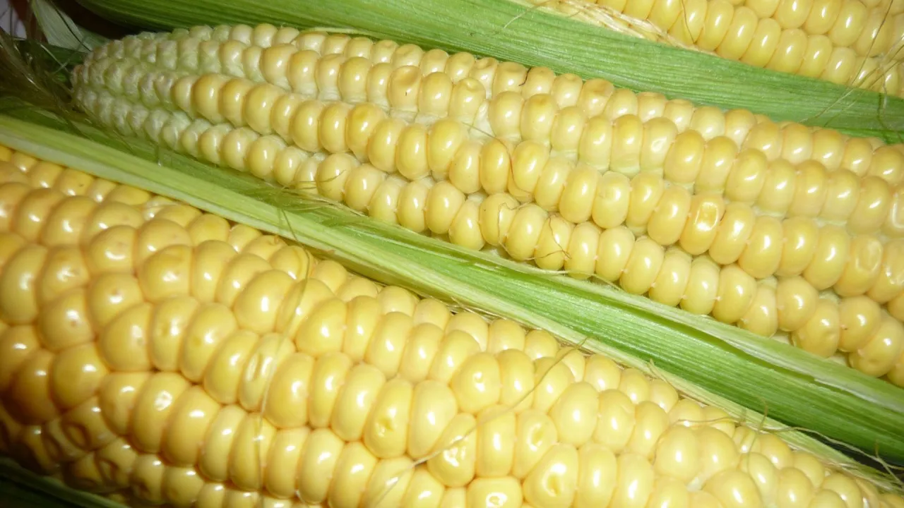 Zdjęcie Czy mozzarella ma gluten? Odkryj, co musisz wiedzieć o serze