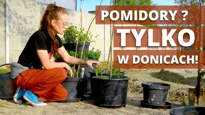 Zdjęcie Jak podlewać pomidory w doniczkach, aby uniknąć ich usychania?