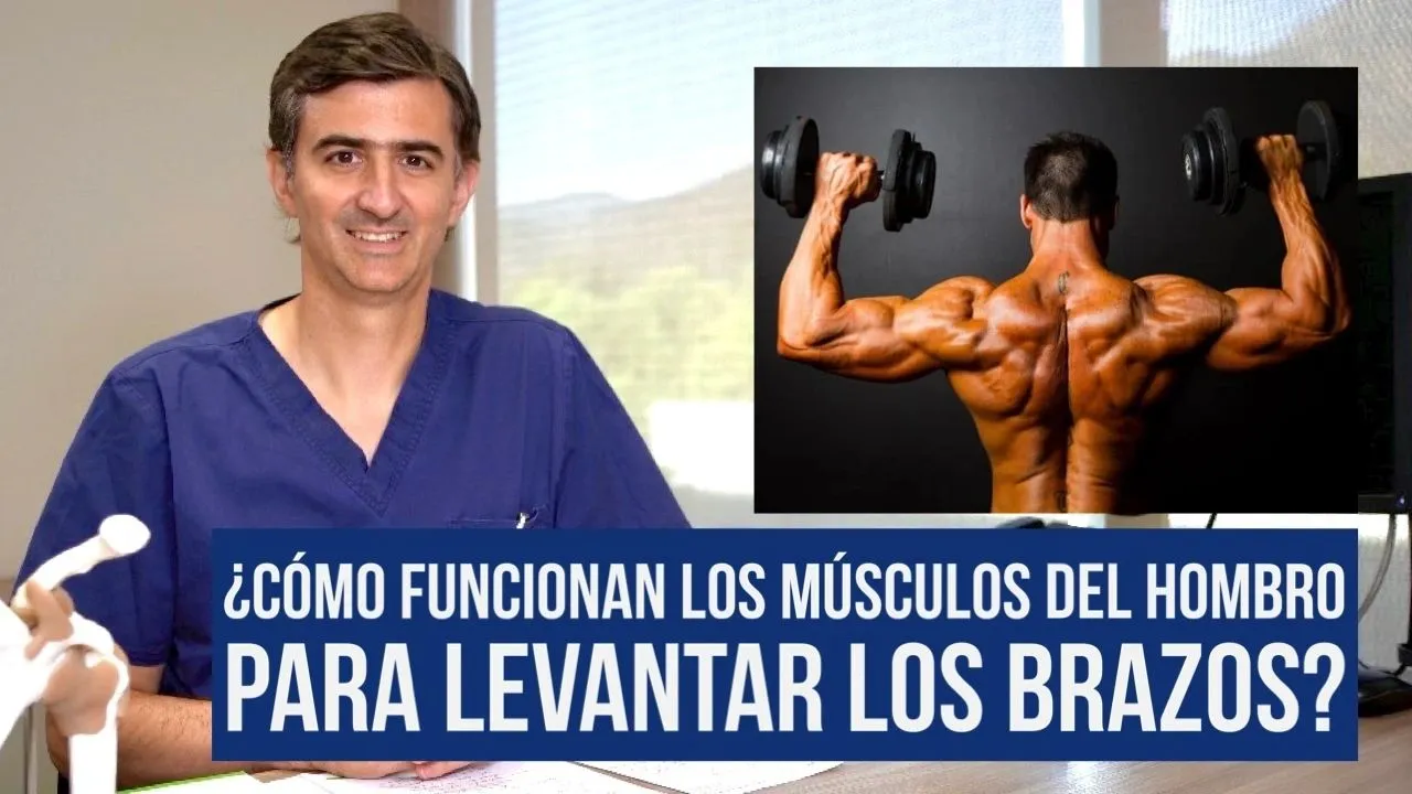 Zdjęcie Los músculos del hombro y brazo: funciones y su impacto en el movimiento