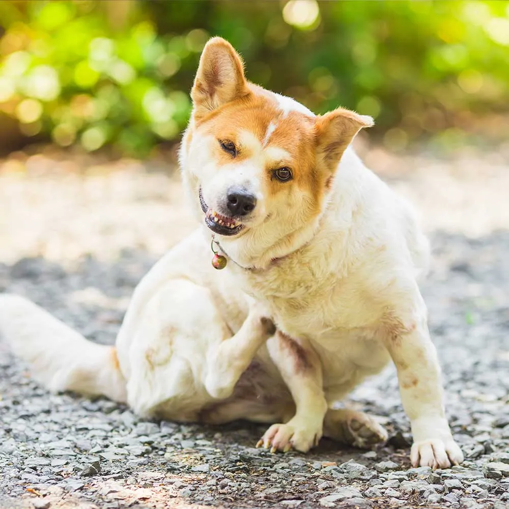 Zdjęcie Wie bekommt Hund Flöhe? Die schockierenden Wege und wie man sie vermeidet