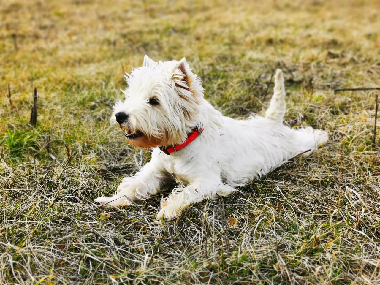 Zdjęcie West Highland White Terrier czy gubi sierść? Oto, co musisz wiedzieć