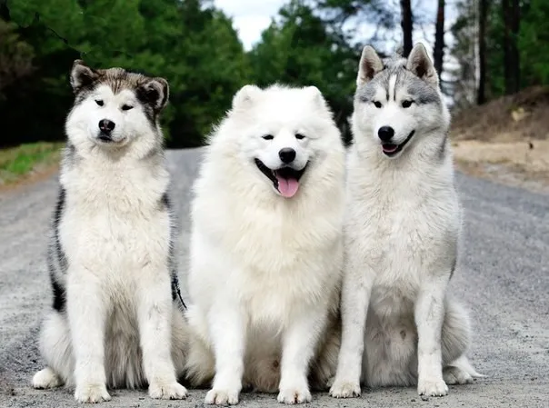 Zdjęcie Husky czy malamut: który pies lepiej pasuje do twojego stylu życia?