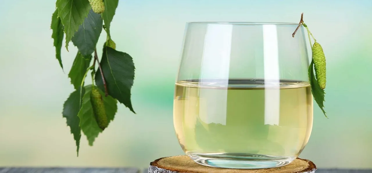 Zdjęcie Sok z brzozy na co? Odkryj niezwykłe korzyści zdrowotne!