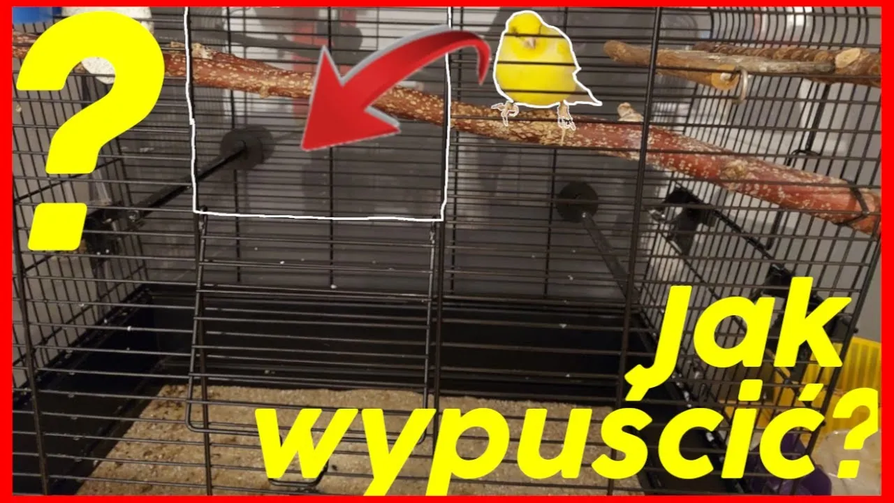Zdjęcie Czy kanarka trzeba wypuszczać z klatki? Odkryj korzyści i zasady