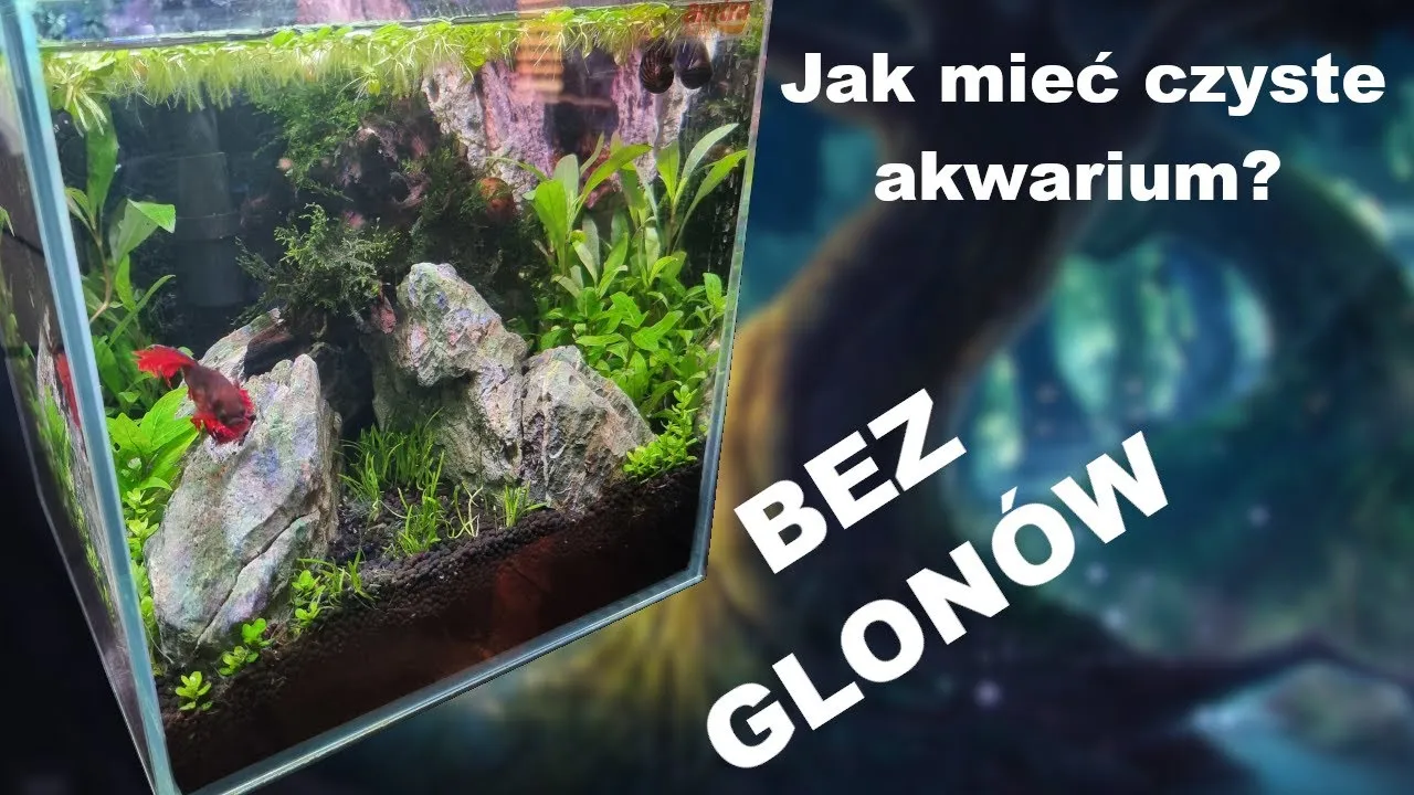 Zdjęcie Jak skutecznie wyczyścić akwarium z glonów - sprawdzone metody