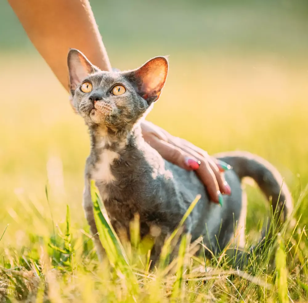Zdjęcie Adopcja kotów Devon Rex: jak uniknąć najczęstszych błędów przy wyborze