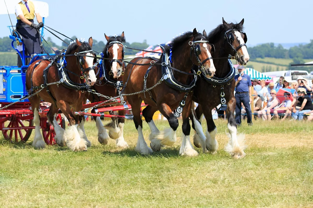 Sampson Mammoth koń Shire