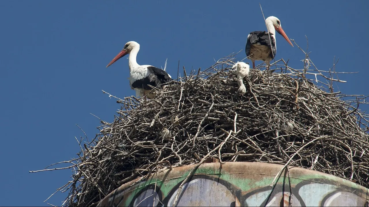 r&oacute;żne bocianie gniazda lokalizacje