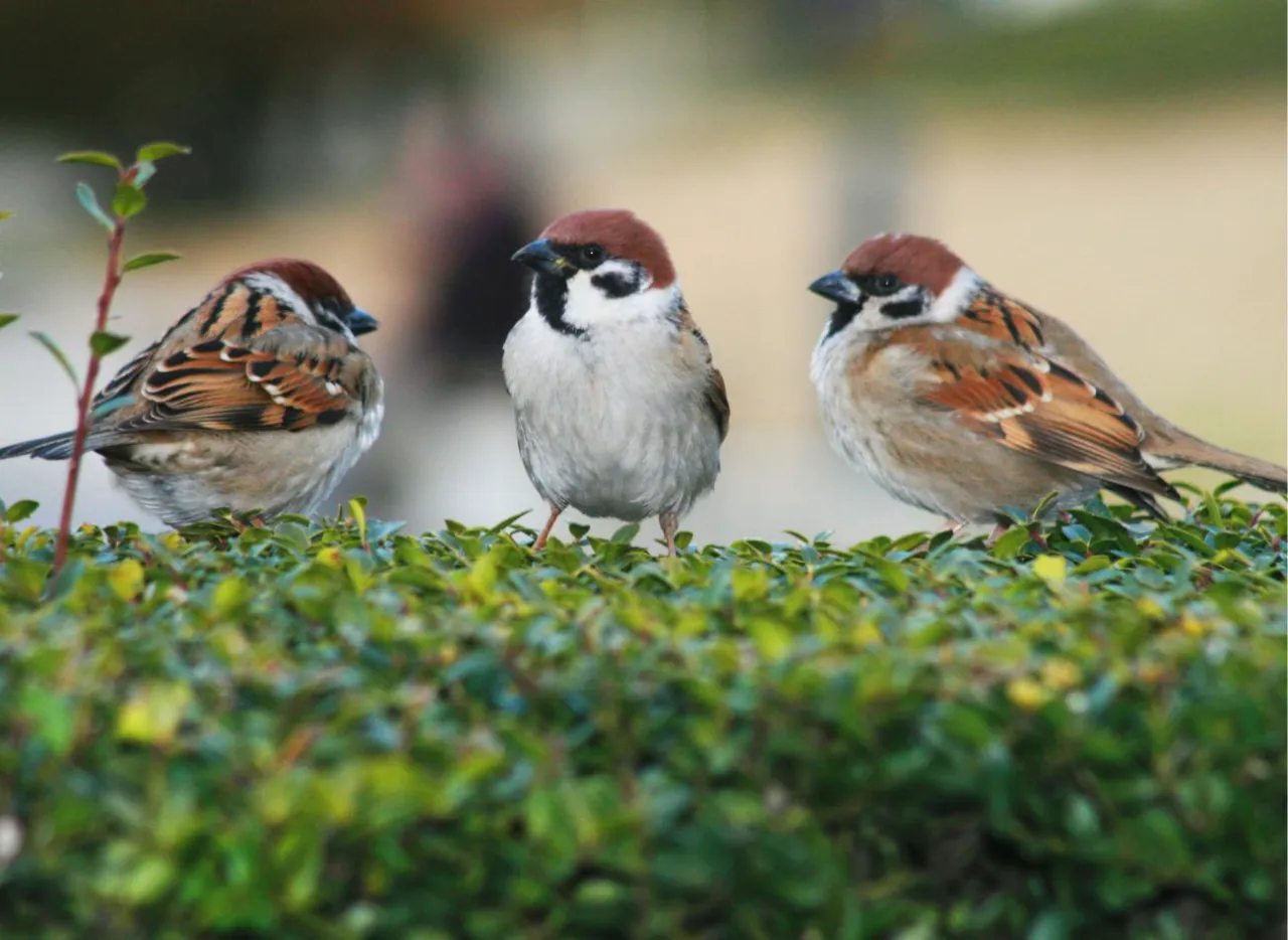 Wróbel jedzący owady i nasiona