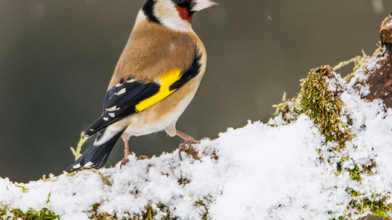 Kolorowy szczygieł na śniegu. Czy szczygieł zimuje w Polsce? Ten ptak z barwnym upierzeniem i żółtym pasem na skrzydle wygląda, jakby czuł się dobrze nawet zimą.