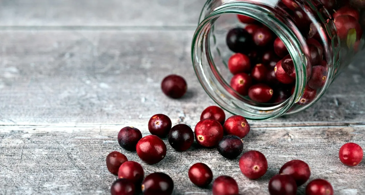 Pies jedzący żurawinę z ręki właściciela