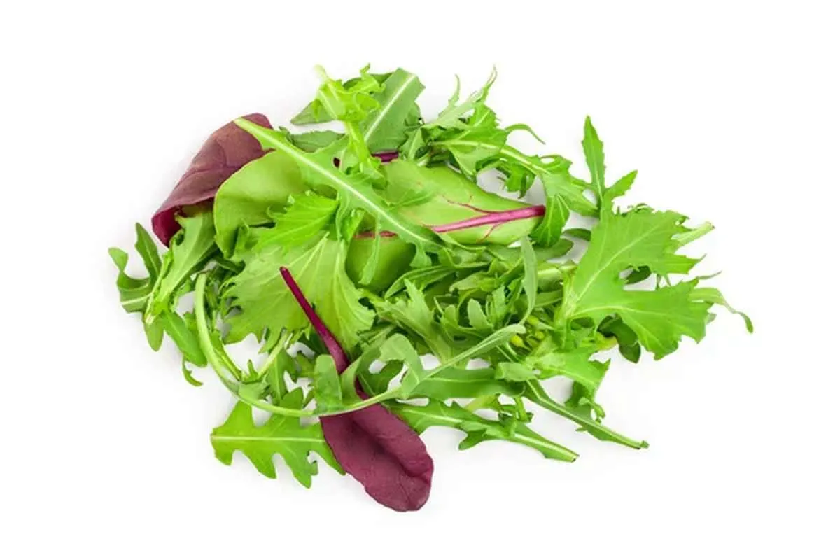 Diff&eacute;rentes vari&eacute;t&eacute;s de jeunes pousses et mesclun