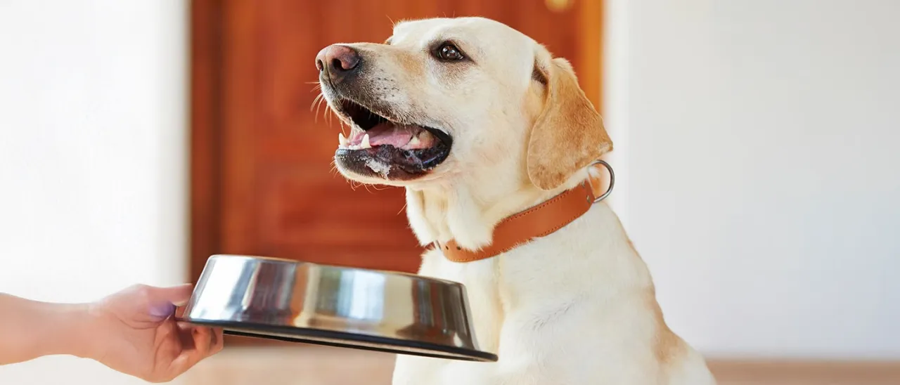 pies jedzący owsiankę