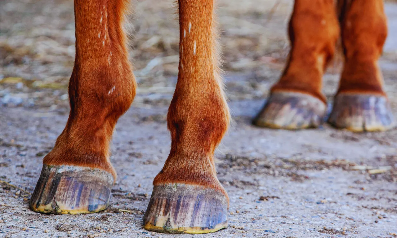 Koń z postawą ochwatową