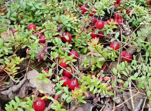Przygotowanie stanowiska pod żurawinę w ogrodzie