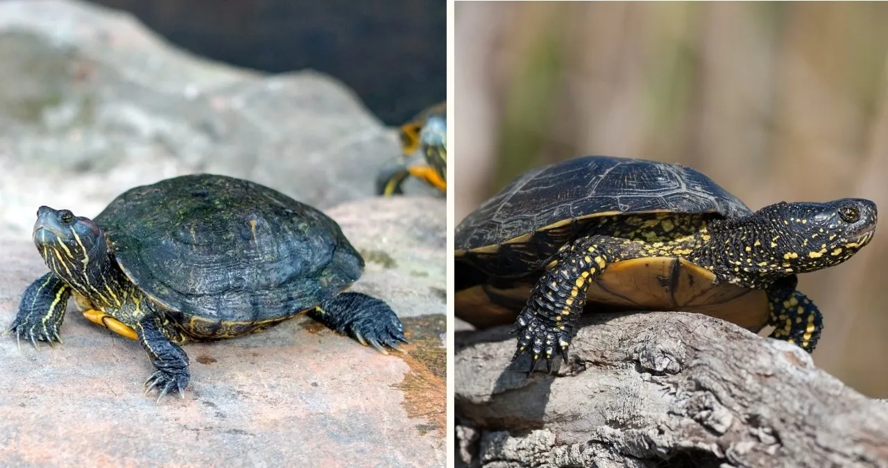 żółw czerwonolicy i żółtolicy porównanie