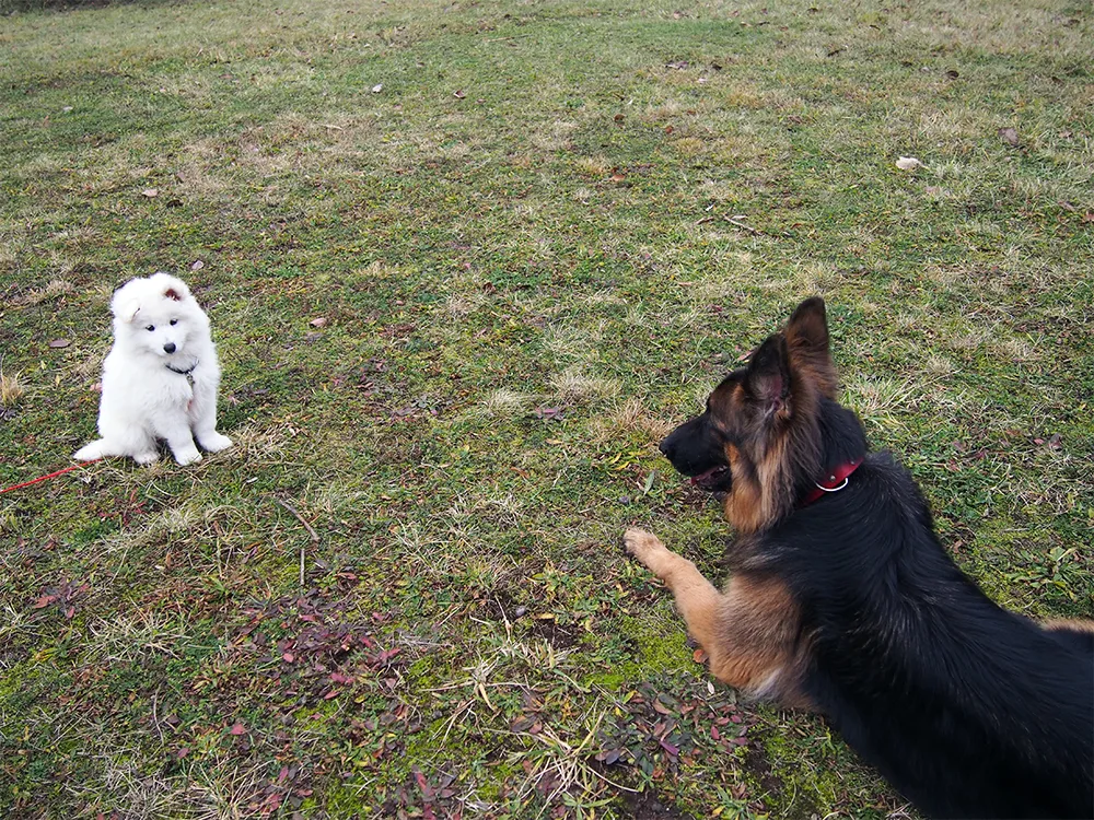 szczeniak bawiący się z innymi psami