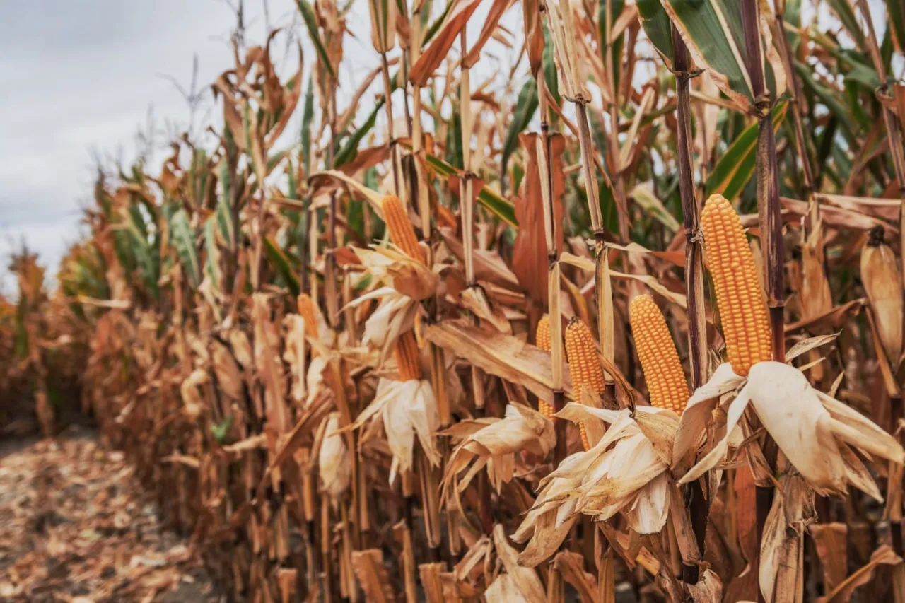 Uprawa kukurydzy w monokulturze techniki