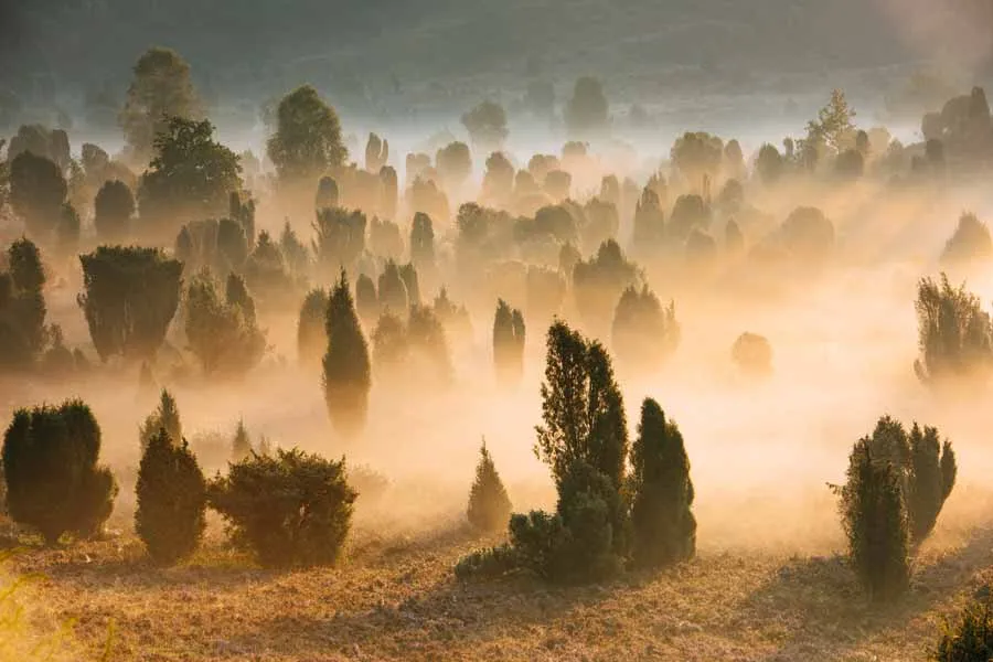 Lüneburger Heide Wilseder Berg Totengrund