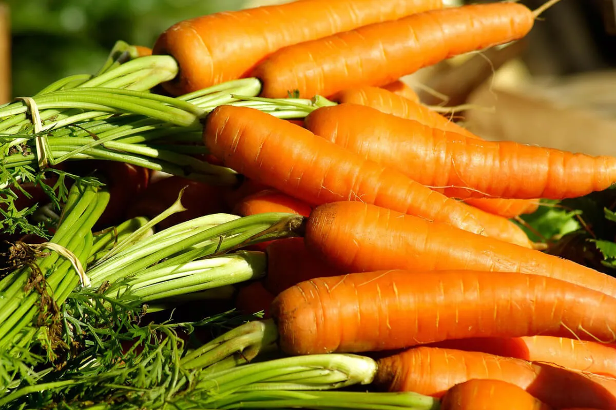 Świeże, pomarańczowe marchewki z zielonymi naćmi, gotowe do zbioru. Idealne do nauki, jak siać marchew do gruntu.