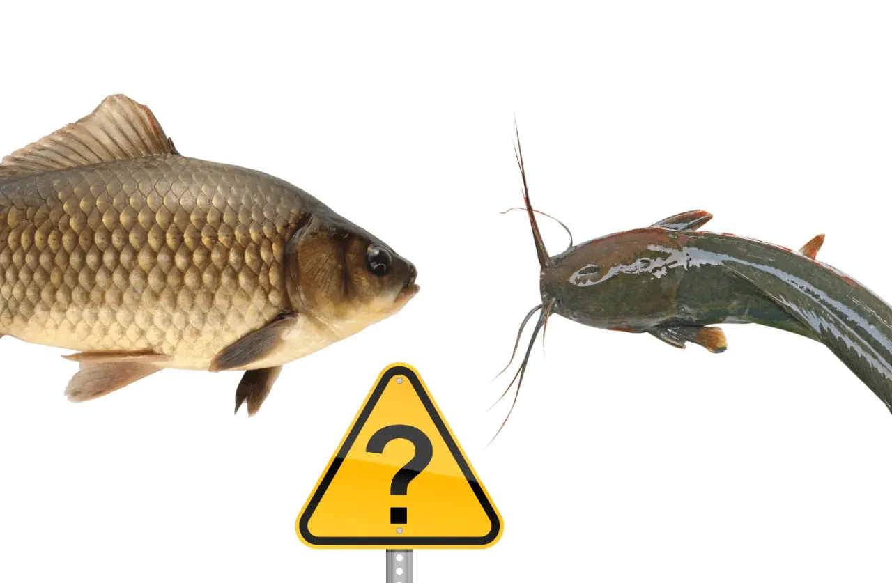 ryby spokojnego żeru leszcz płoć karp