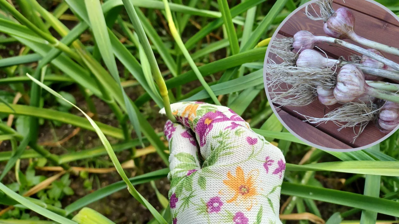 Ogławianie czosnku nożyczkami