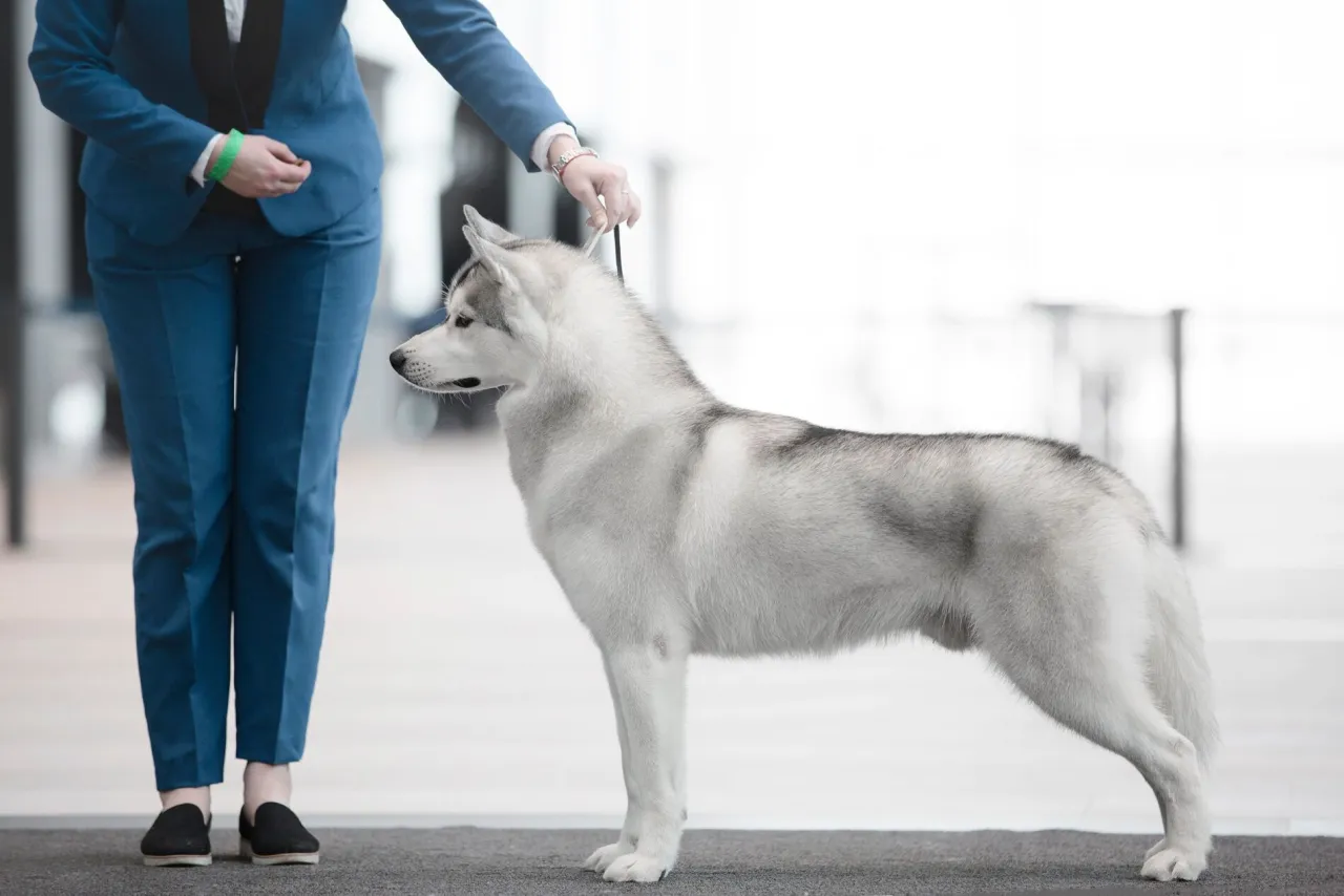 Profesjonalny grooming psa wystawowego lub handler z psem na ringu