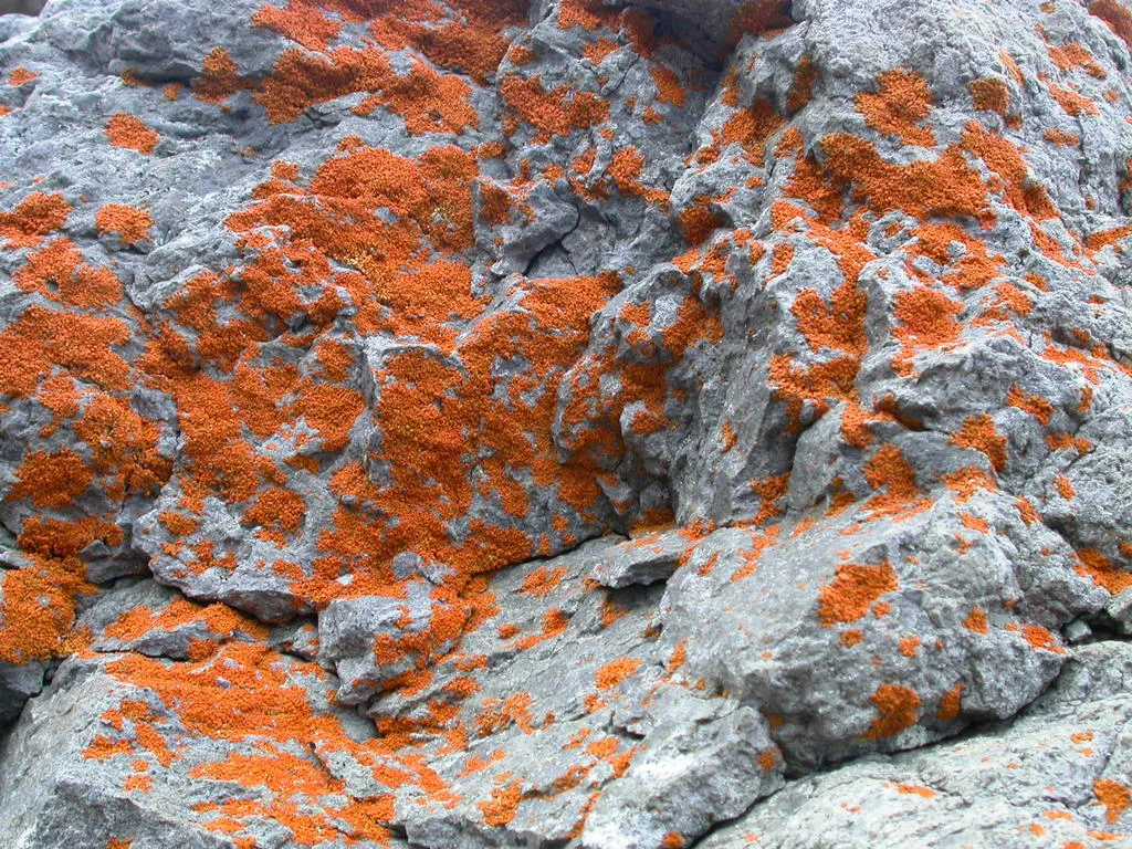 sukcesja pierwotna porosty mchy skała