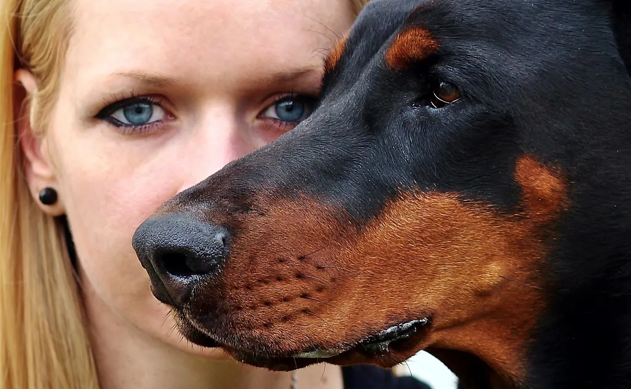 Zdjęcie ¿Cuánto vive un perro? Factores que afectan su longevidad y cuidados