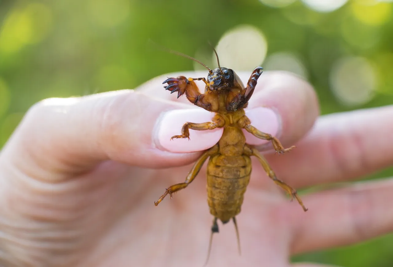 turkuć podjadek wygląd