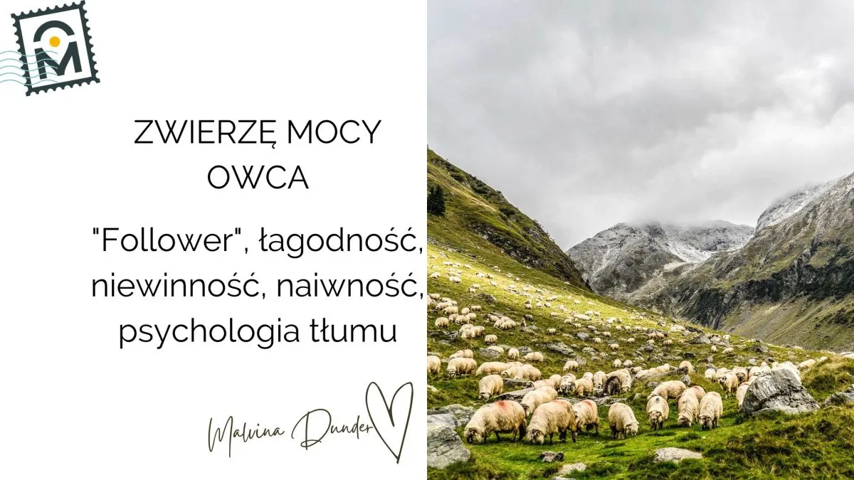 Zdjęcie Czarna owca frazeologizm: Znaczenie i pochodzenie idiomatu