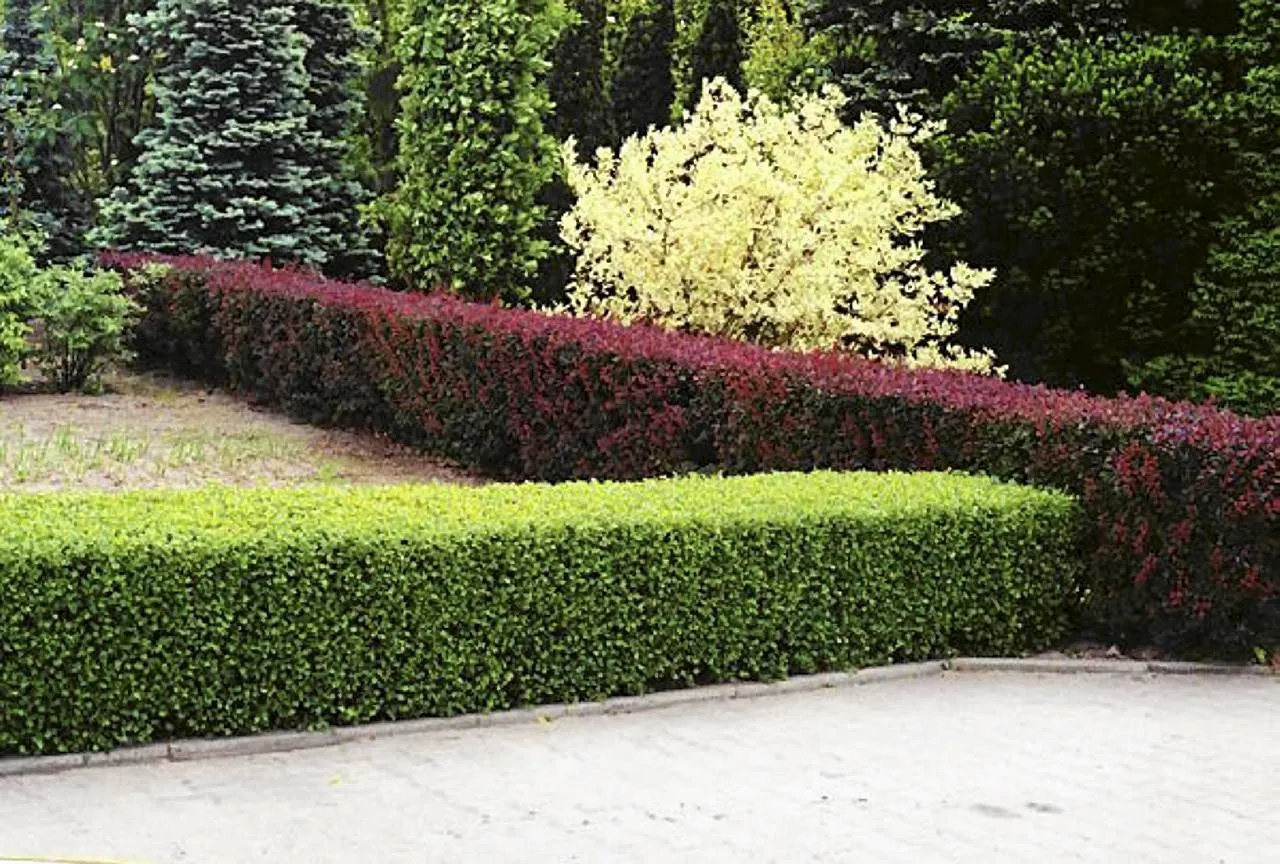 por&oacute;wnanie roślin na żywopłot