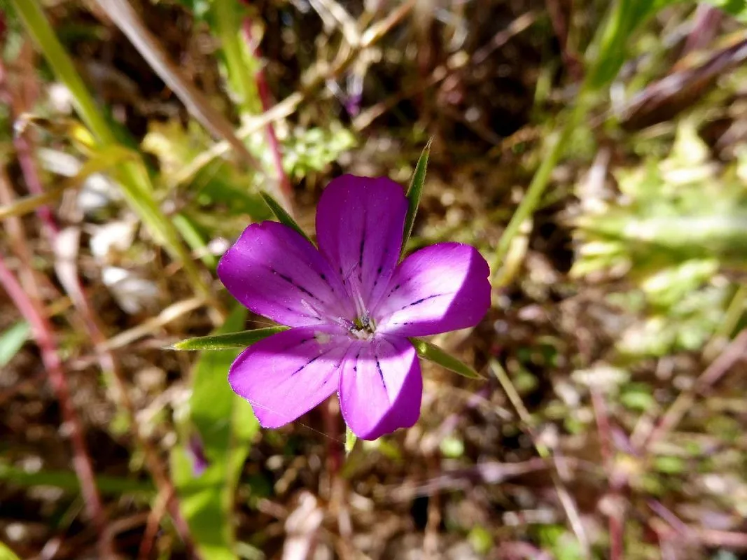 kąkol polny identyfikacja