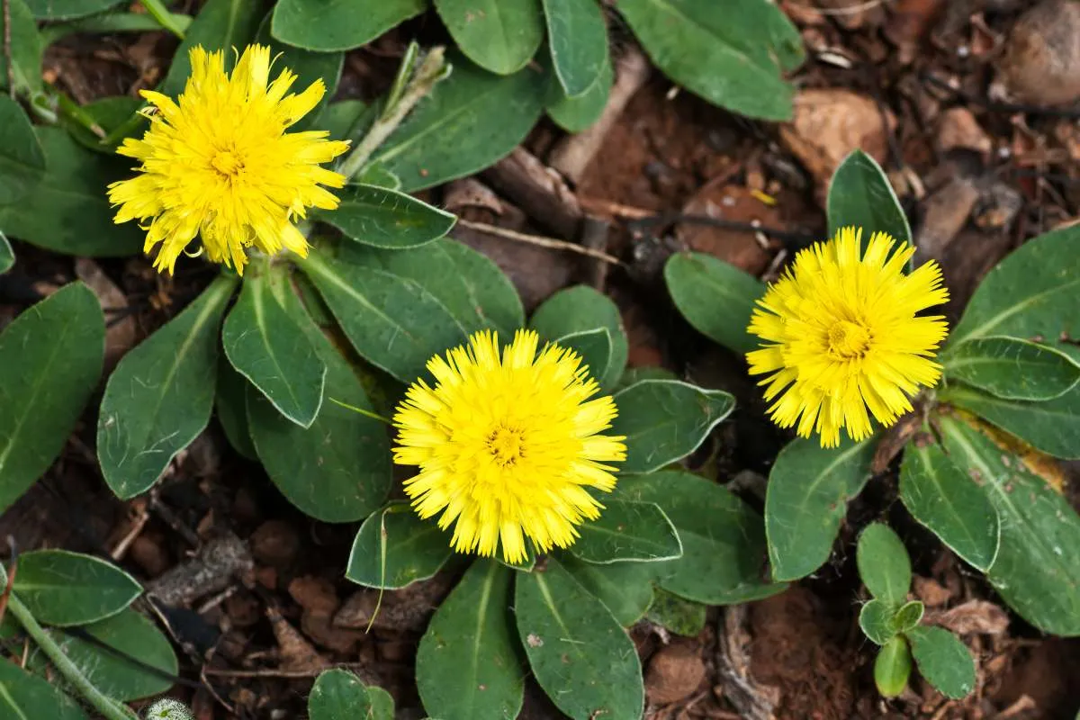 brodawnik jesienny proszyniak szorstki jastrzębiec kosmaczek