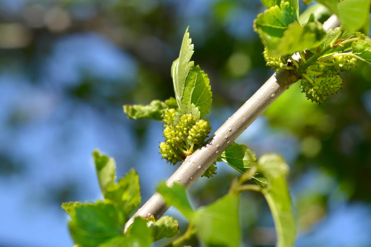 Młode, zielone owoce morwy białej na gałęzi. Wczesna wiosna to idealny czas, kiedy zbierać liście morwy białej do celów leczniczych.