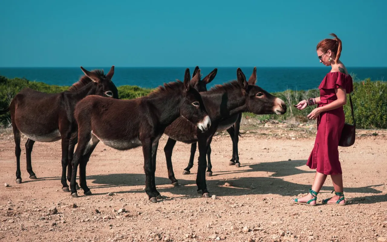 dzikie osiołki Cypr P&oacute;łnocny Karpaz