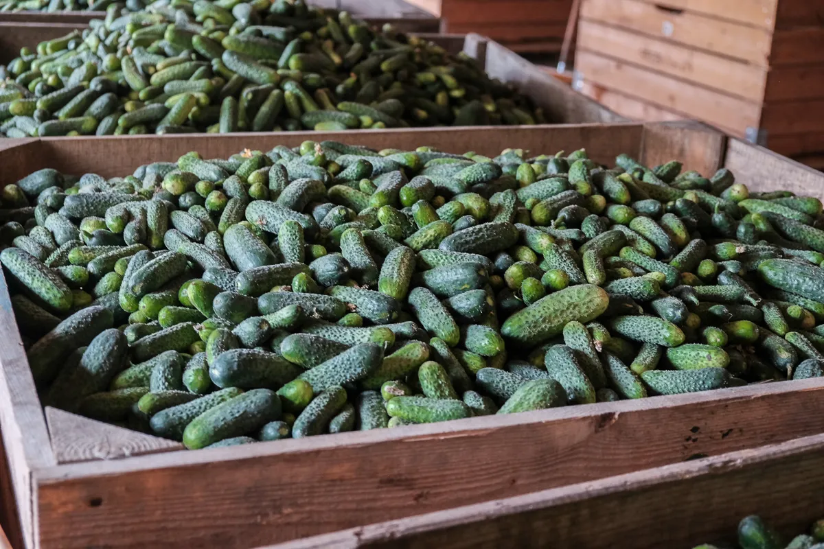 odmiany ogórków gruntowych do kwaszenia i sałatek