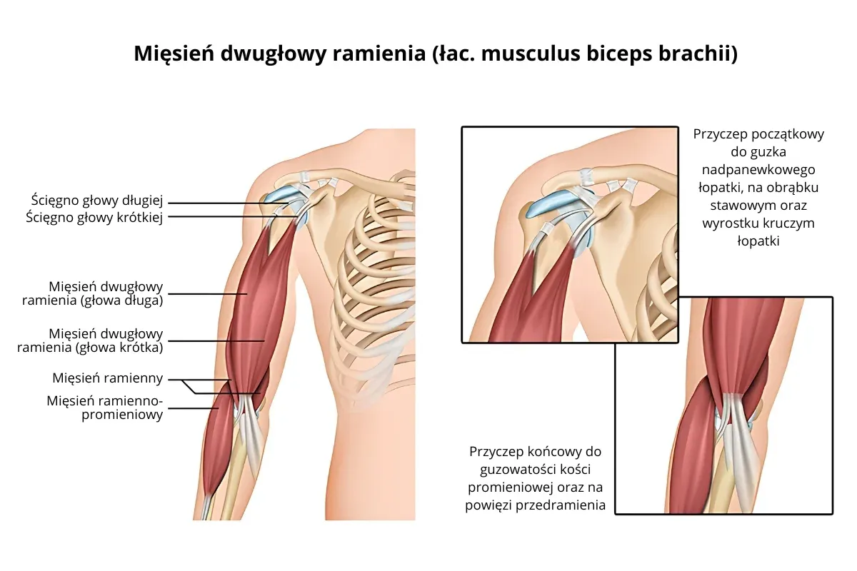 Anatomia mięśnia dwugłowego ramienia