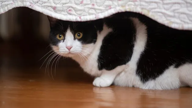 kot chowający się pod łóżkiem wyglądający na zestresowanego