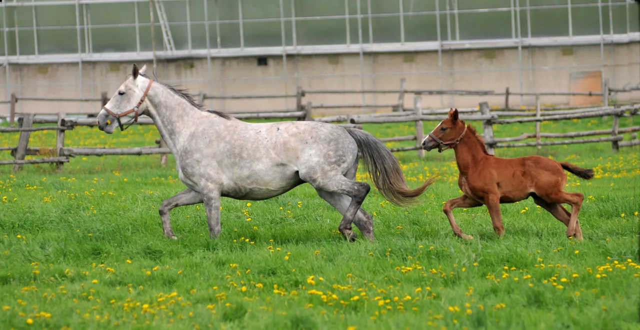 Ocena klaczy hodowlanej