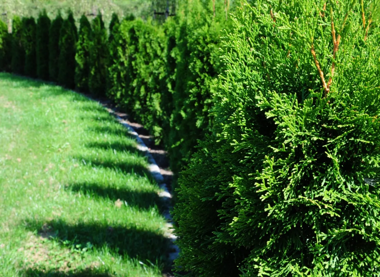 kalendarz przycinania tui pory roku