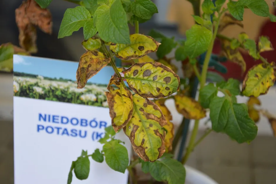 Zdjęcie Niedobór potasu w akwarium objawy – jak ratować rośliny?