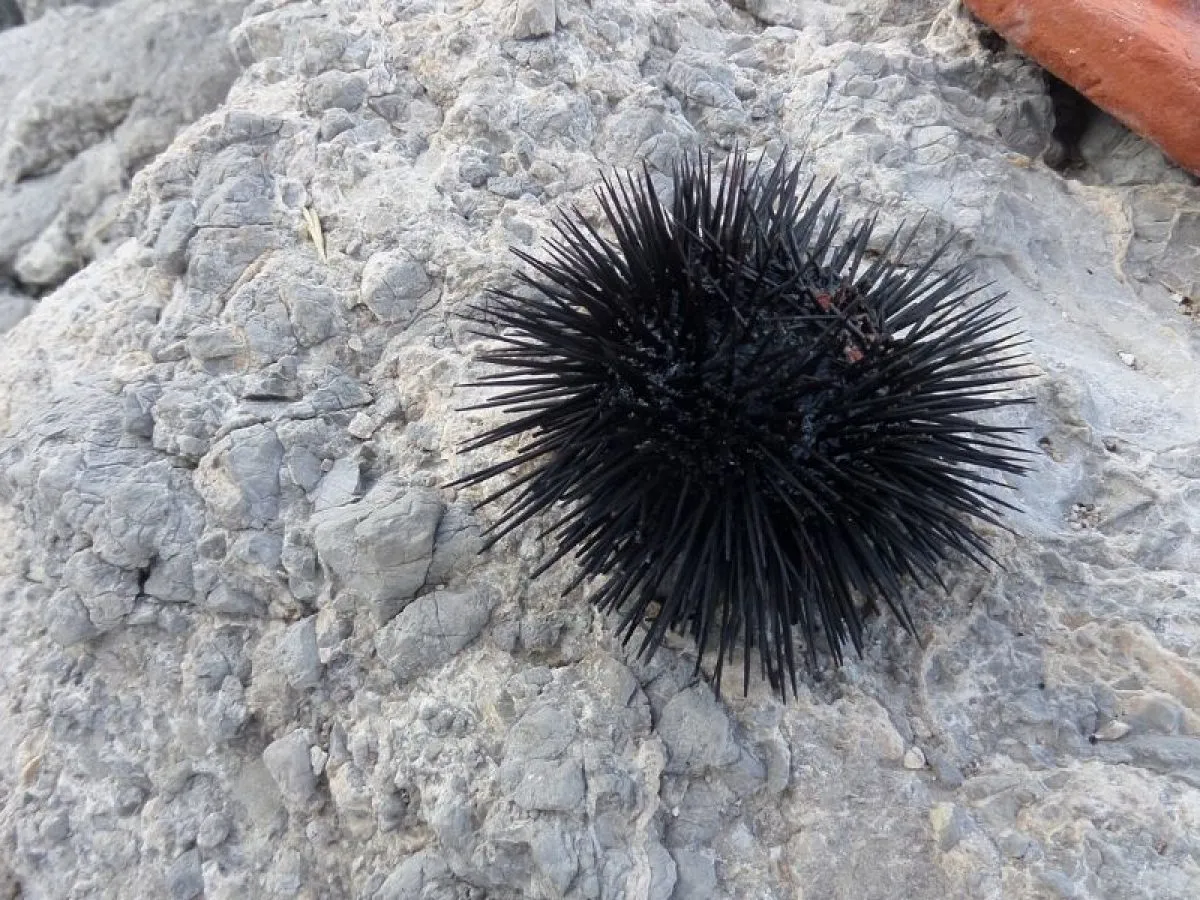 Jeżowce w Morzu Adriatyckim