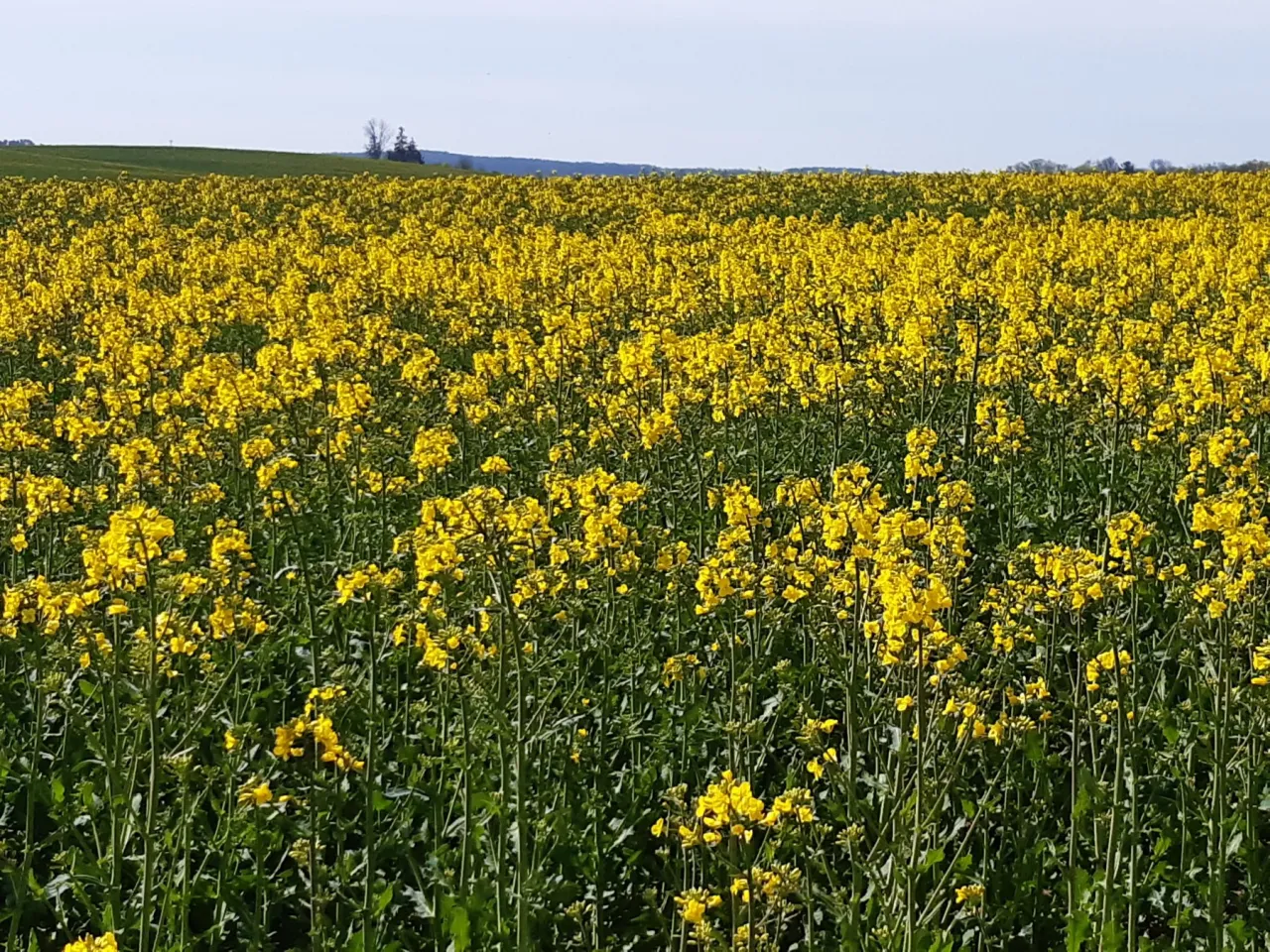 Sesja zdjęciowa na polu rzepaku porady